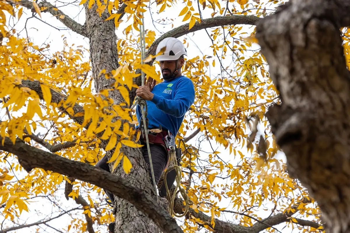 Skilled Emergency Tree Service crew working in Aurora